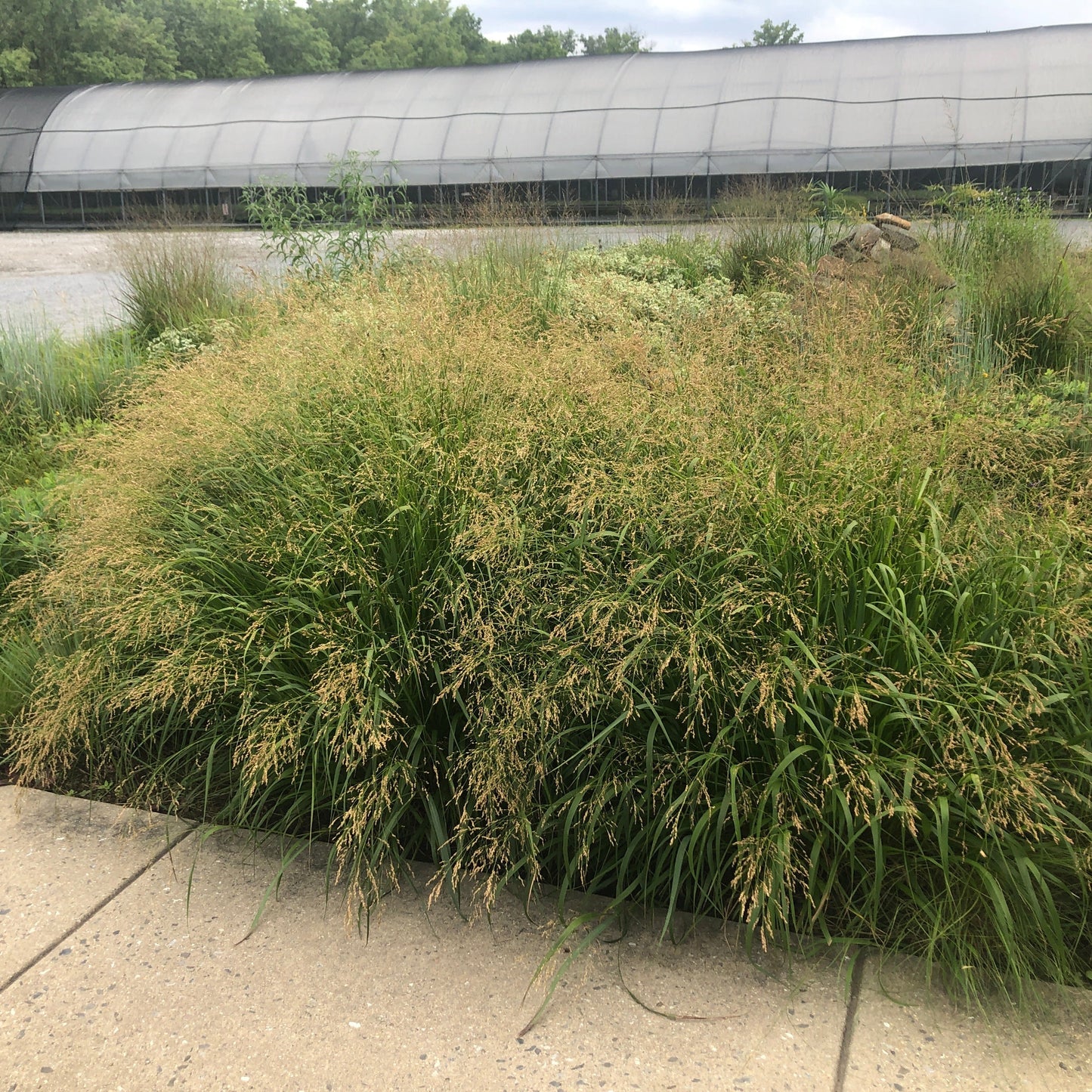 Panicum x Cape Breeze 1G