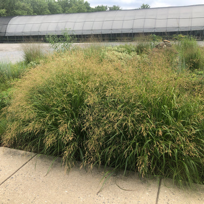 Panicum x Cape Breeze 1G