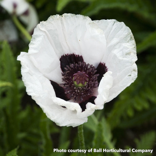 Papaver Orientale Royal Wedding 1Q