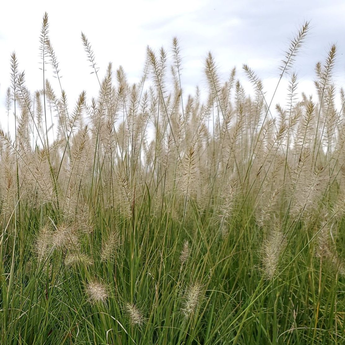 Pennisetum alopecuroides Hameln 1G