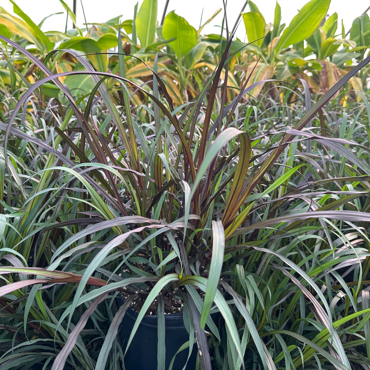 Pennisetum x First Knight 1G