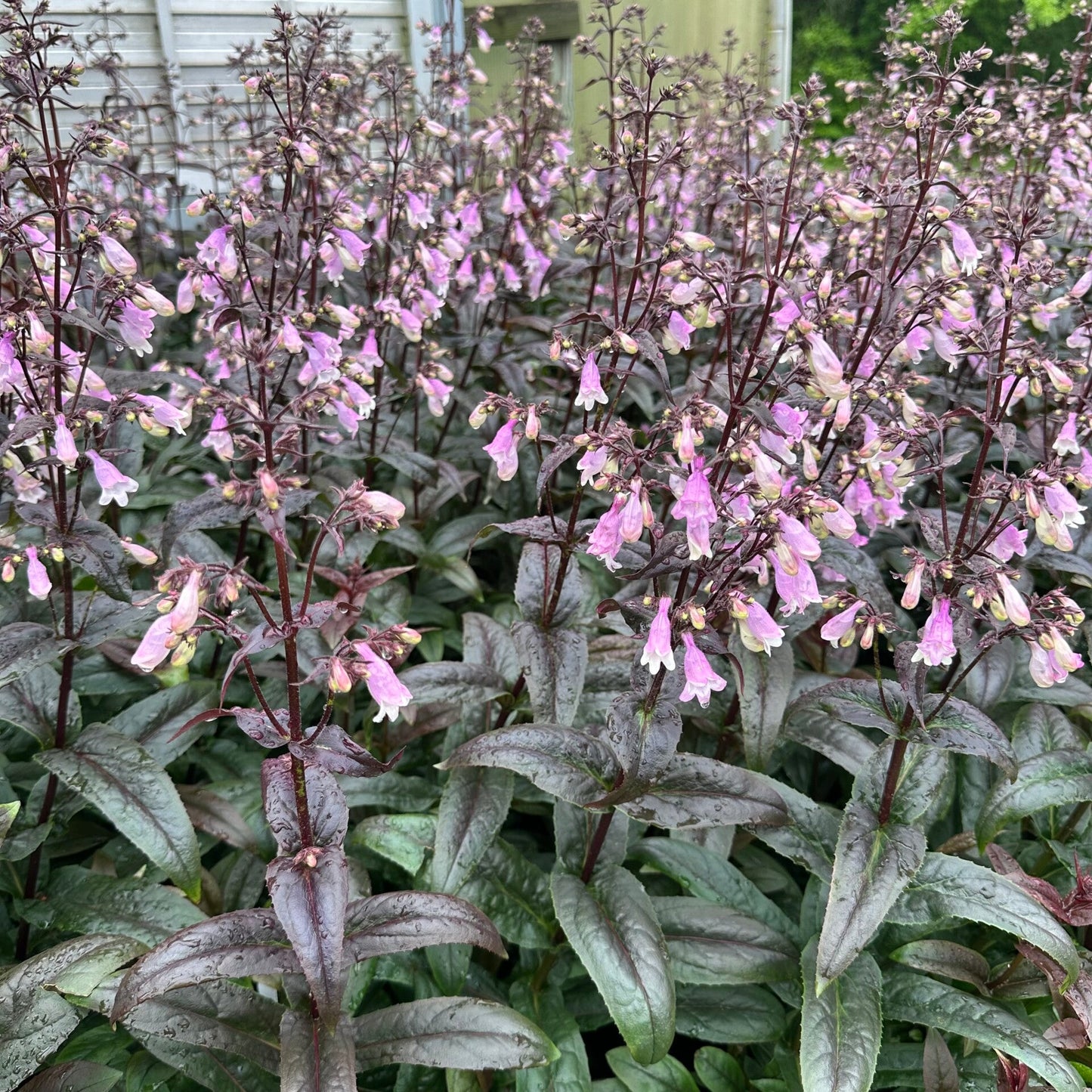 Penstemon x Blackbeard 1G