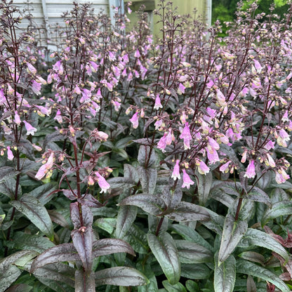 Penstemon x Blackbeard 1G