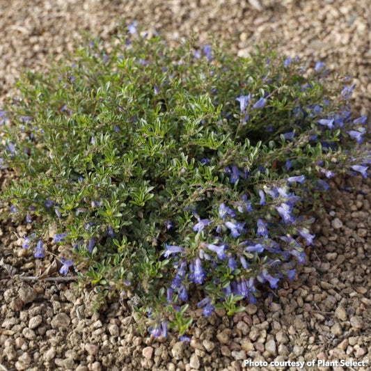 Penstemon caespitosus Wagon Wheel 3.25"