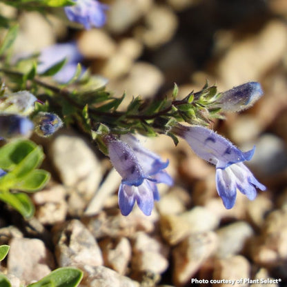 Penstemon caespitosus Wagon Wheel 3.25"