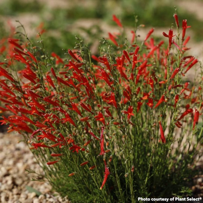 Penstemon pinifolius Half Pint 3.25"