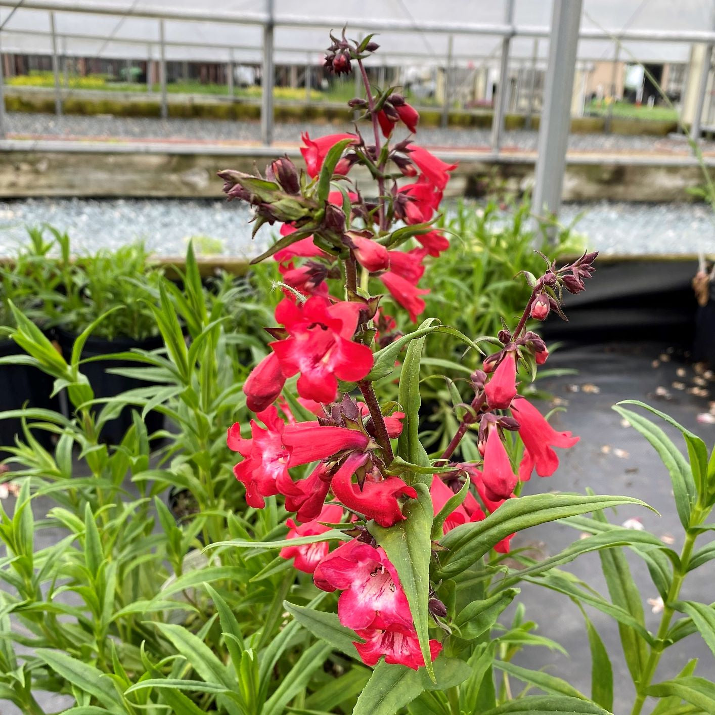 Penstemon x Cherry Sparks 1G