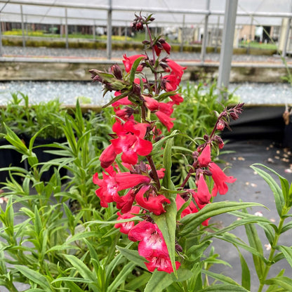 Penstemon x Cherry Sparks 1G
