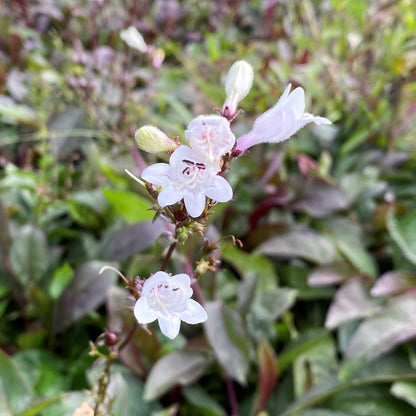 Penstemon digitalis Husker Red 1G