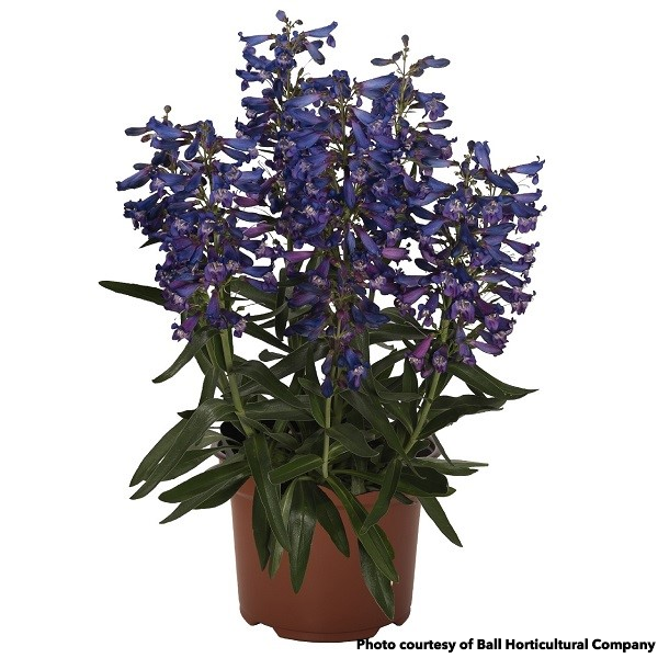 Penstemon Pristine Blue 1Q