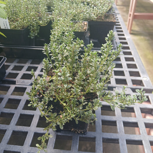 Penstemon Tushar Blue 3.25"