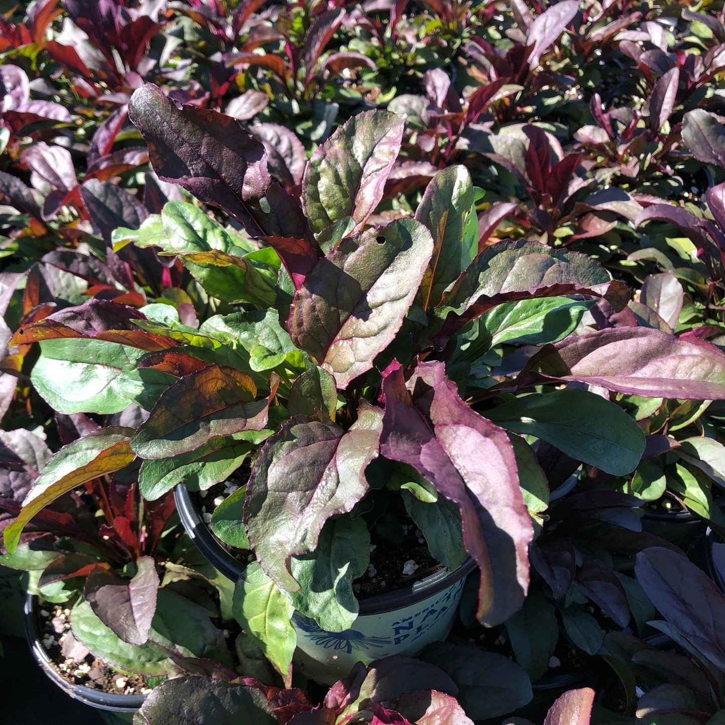 Penstemon digitalis Husker Red 1G