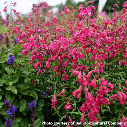 Penstemon x MissionBells Deep Rose 3.25"