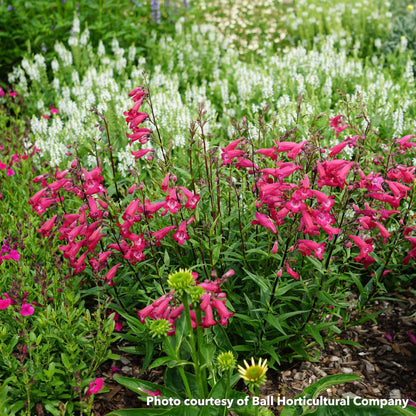 Penstemon x MissionBells Deep Rose 3.25"