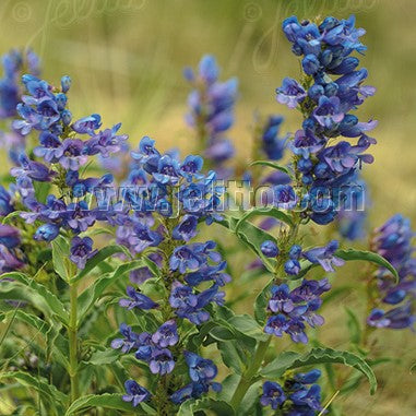 Penstemon glaber var. alpinus 1Q