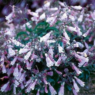 Penstemon hirsutus var. pygmaeus 1Q