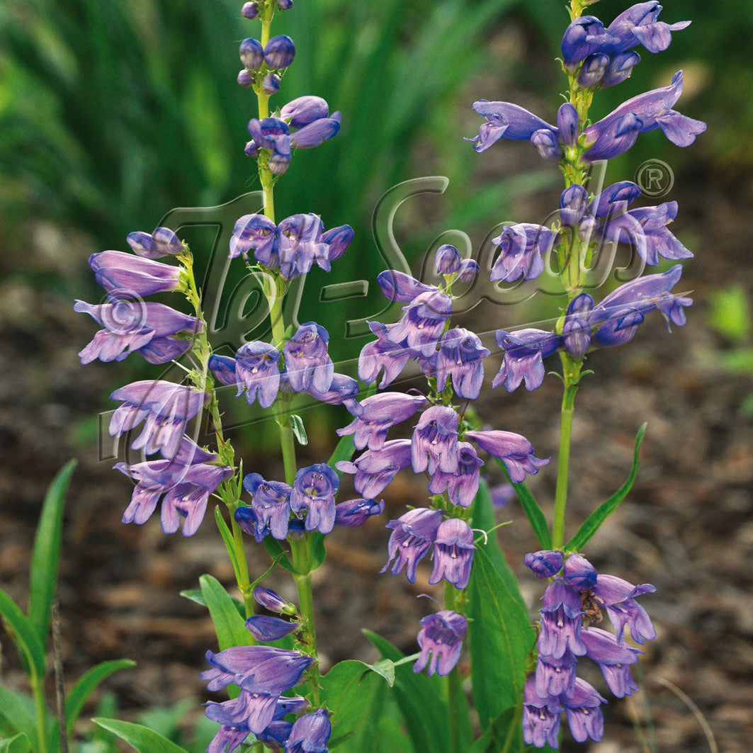 Penstemon strictus Rocky Mountain 1Q