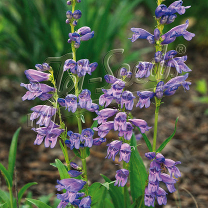 Penstemon strictus Rocky Mountain 3.25"
