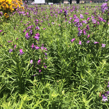 Penstemon x mexicali 'Sunburst Amethyst' 1G (Beardtongue)