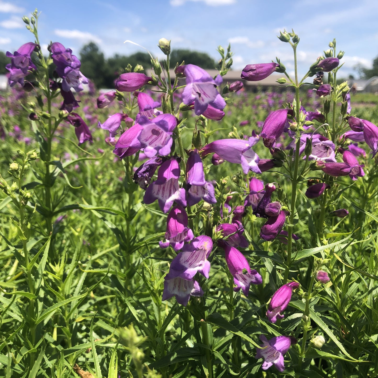 Penstemon x mexicali 'Sunburst Amethyst' 1G (Beardtongue)