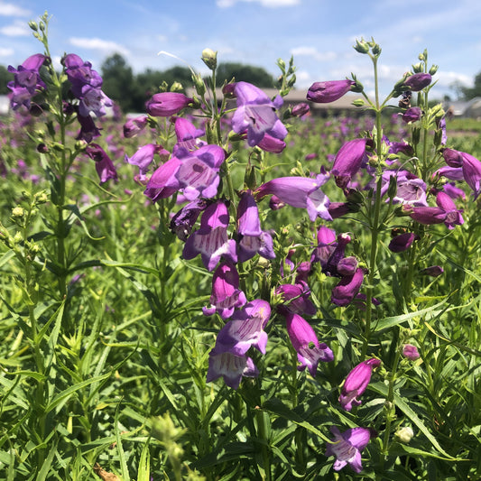 Penstemon x mexicali 'Sunburst Amethyst' 1G (Beardtongue)