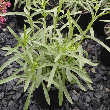 Penstemon barbatus Coral Baby 1G