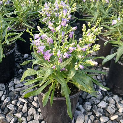 Penstemon barbatus Rock Candy Blue 1G