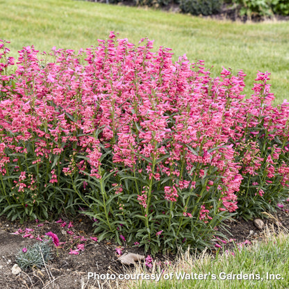 Penstemon barbatus Pink Pearls 1G