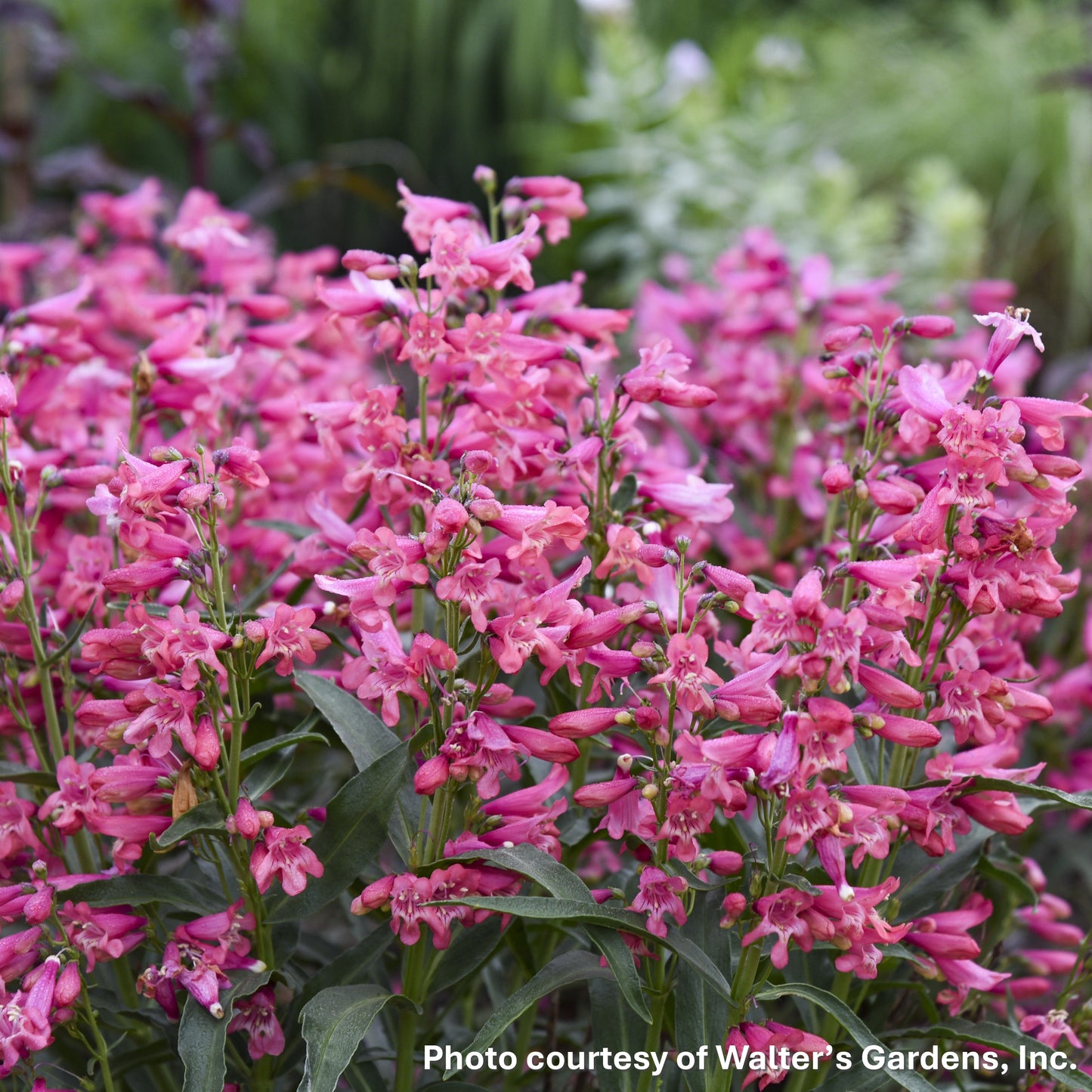 Penstemon barbatus Pink Pearls 1G