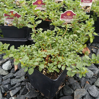 Penstemon caespitosus Wagon Wheel 3.25"
