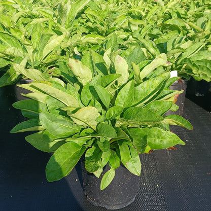 Penstemon digitalis 1G