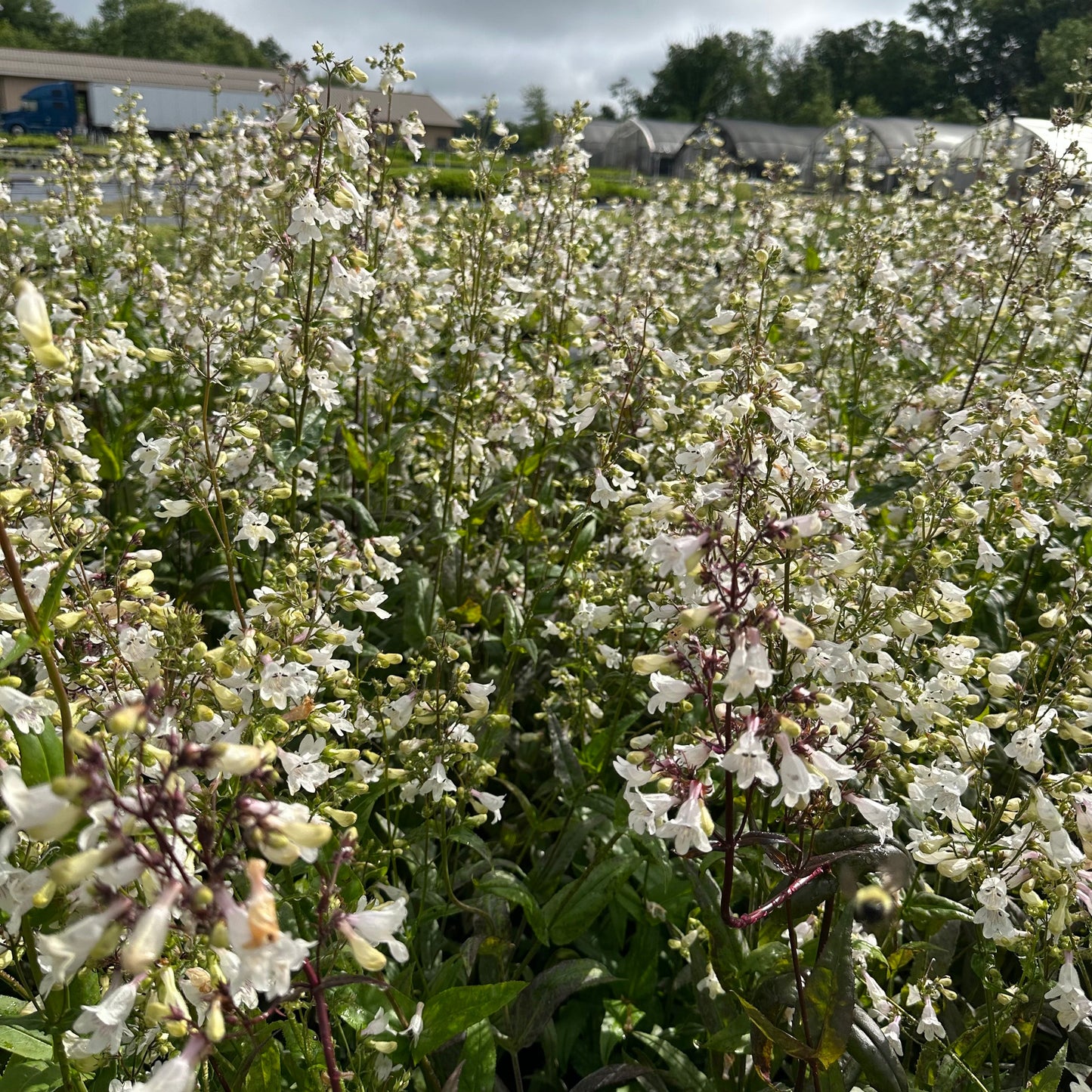 Penstemon digitalis 1Q