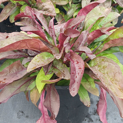 Penstemon digitalis Husker Red 1G