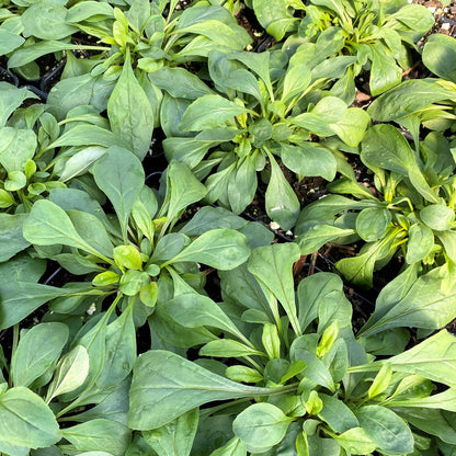 Penstemon hirsutus var. pygmaeus 1Q