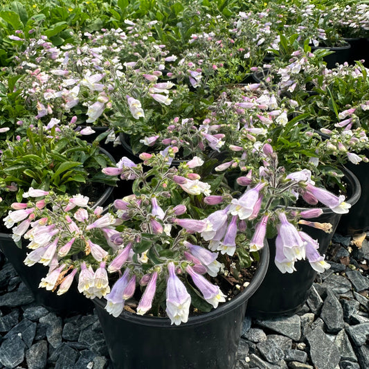 Penstemon hirsutus var. pygmaeus 1Q