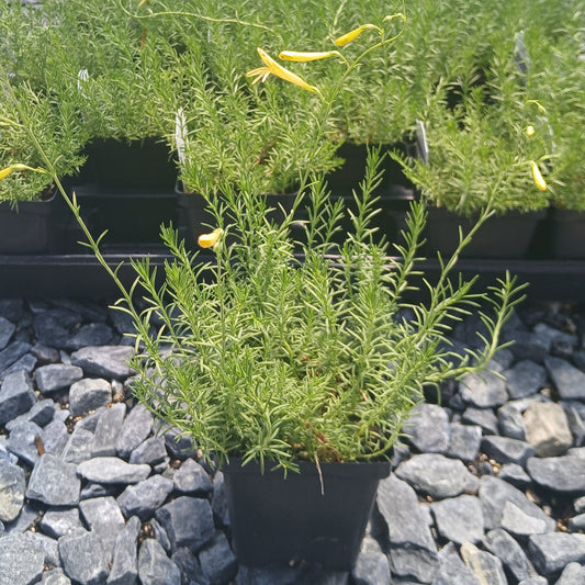 Penstemon pinifolius Mersea Yellow 3.25"