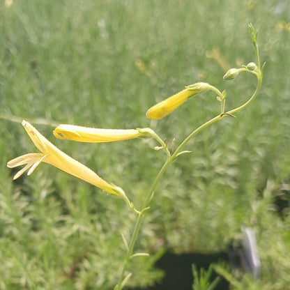 Penstemon pinifolius Mersea Yellow 3.25"