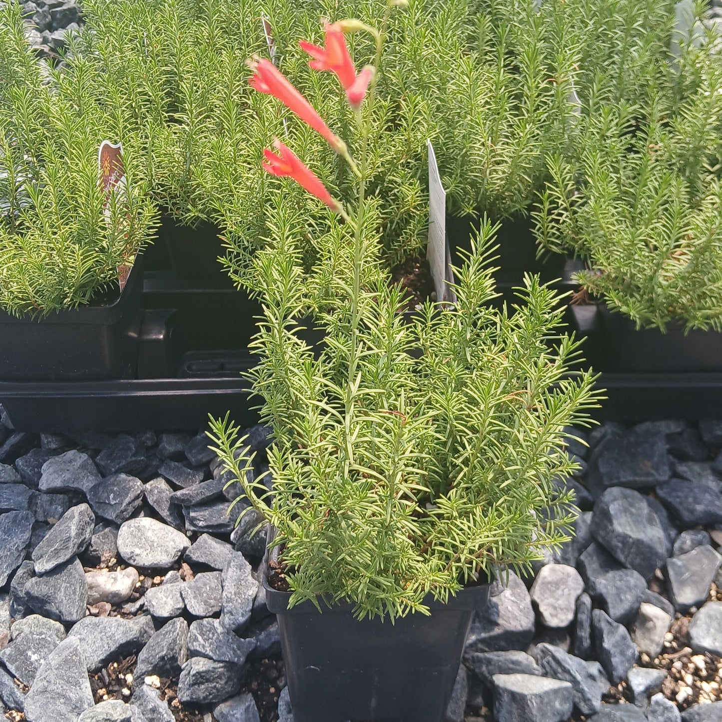 Penstemon pinifolius 3.25"