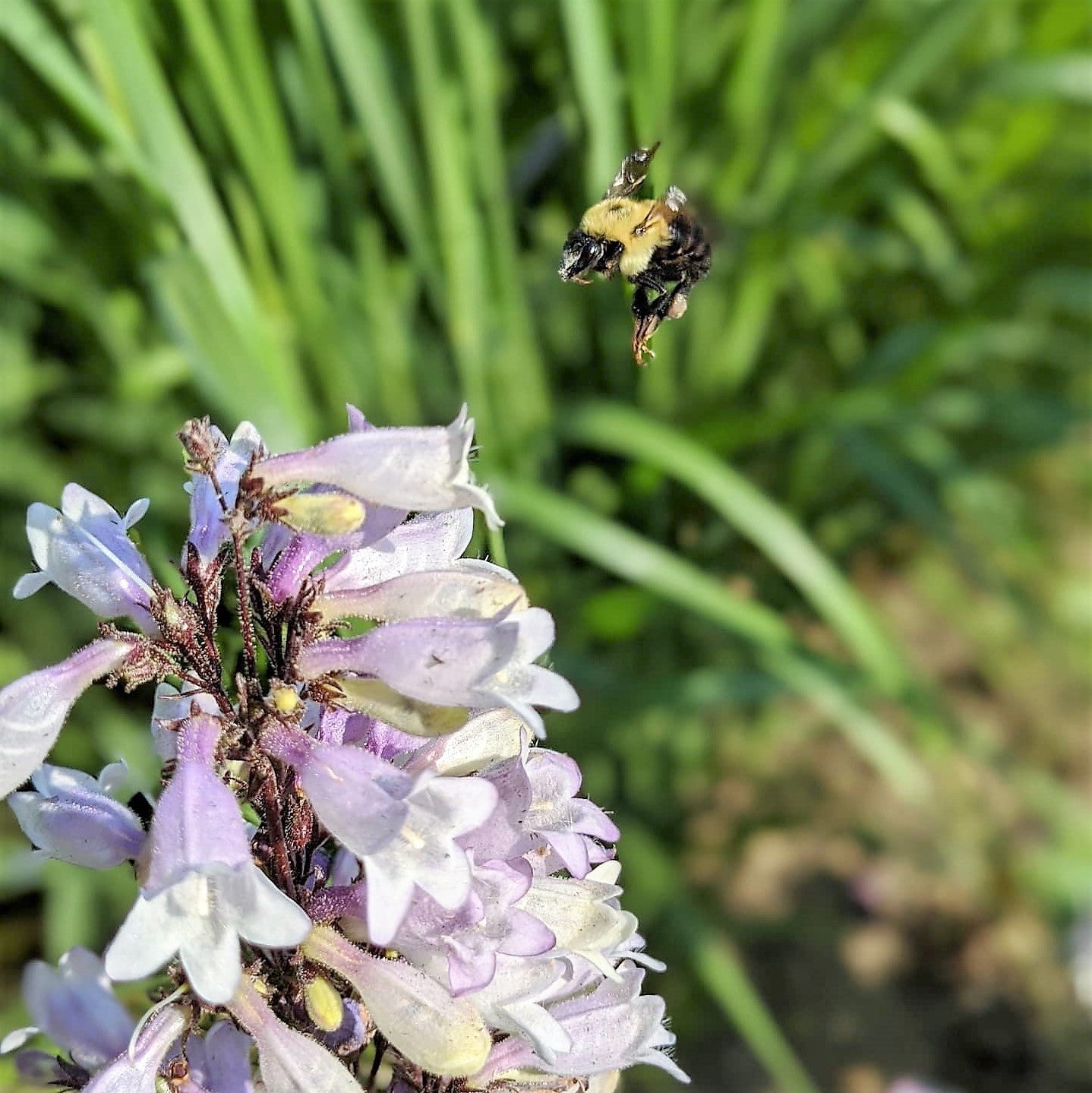 Penstemon x Blackbeard 1G