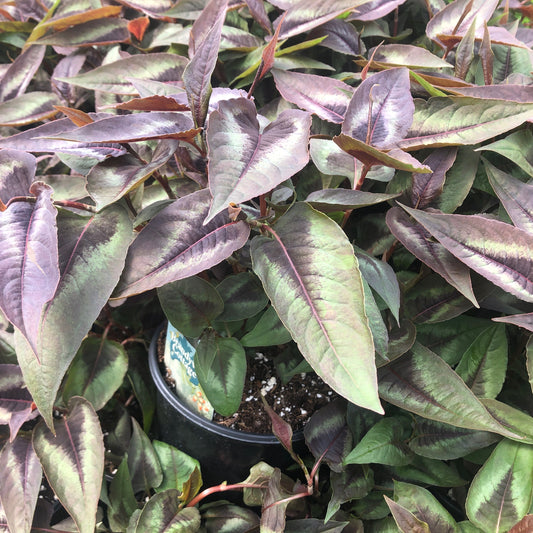 Persicaria microcephala 'Red Dragon' 1G (Fleeceflower)