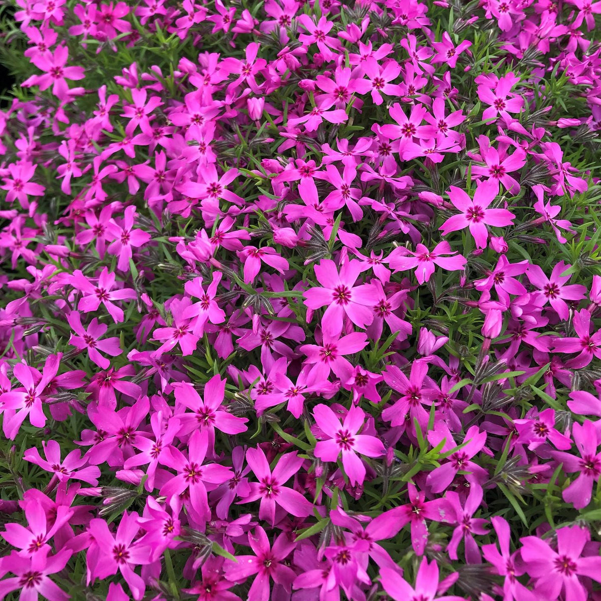 Phlox subulata Crimson Beauty 1Q