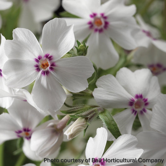 Phlox subulata Amazing Grace 1G