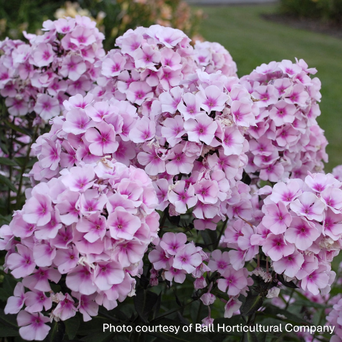 Phlox paniculata Bright Eyes 1G