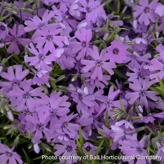 Phlox subulata Purple Beauty 1Q