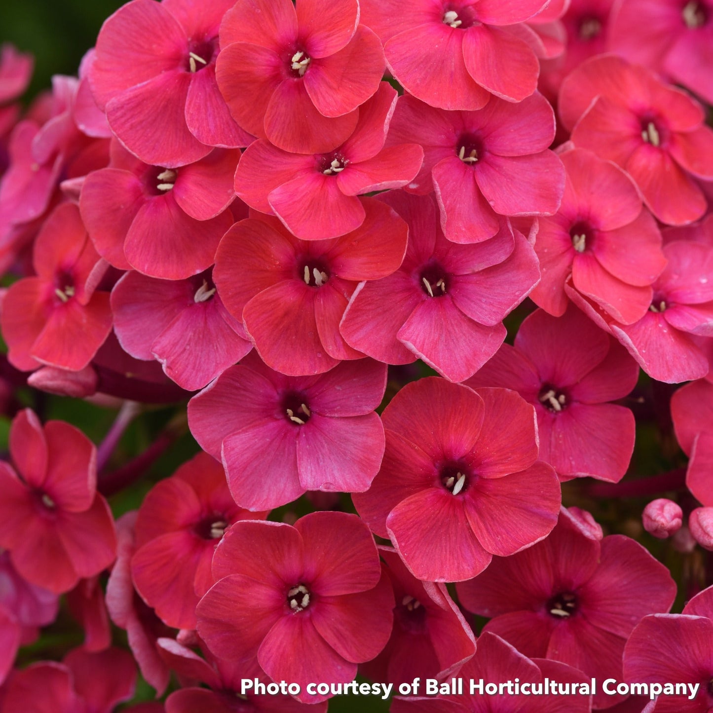 Phlox paniculata Ka-Pow Soft Pink 1Q