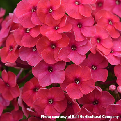 Phlox paniculata Ka-Pow Soft Pink 1Q