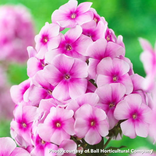 Phlox paniculata Sweet Summer Festival 1Q