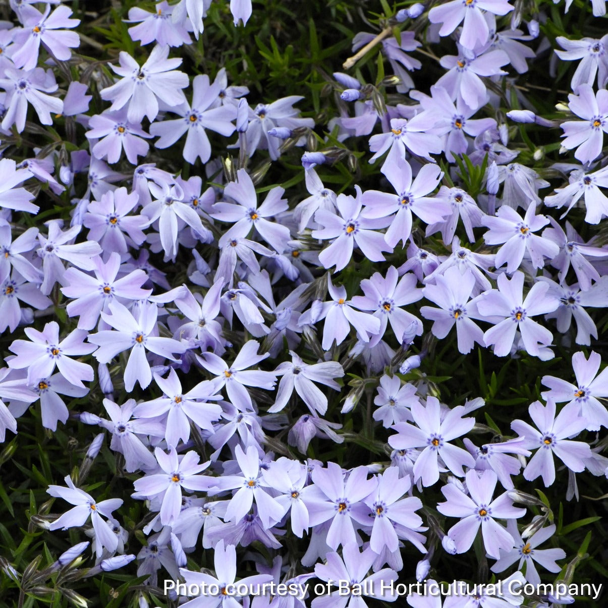 Phlox subulata Emerald Blue 1Q