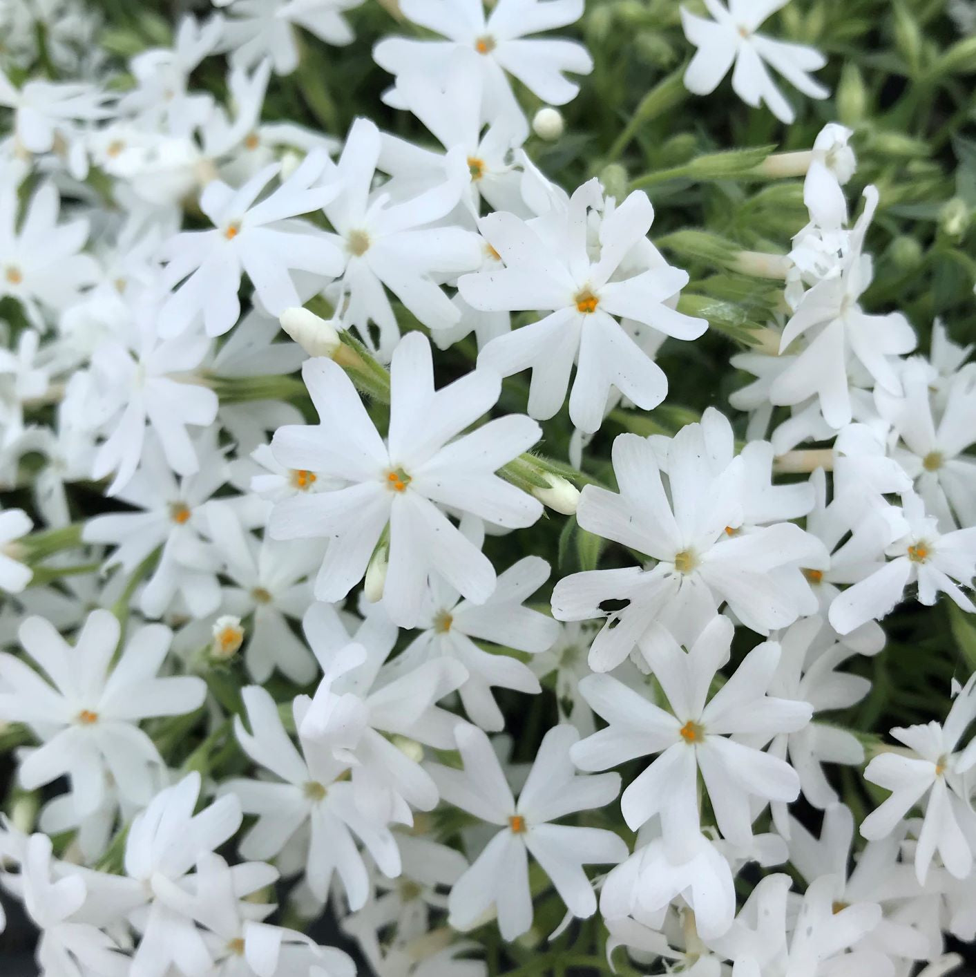 Phlox subulata Snowflake 1Q