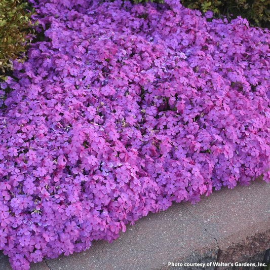 Phlox subulata Drummond's Pink 1Q
